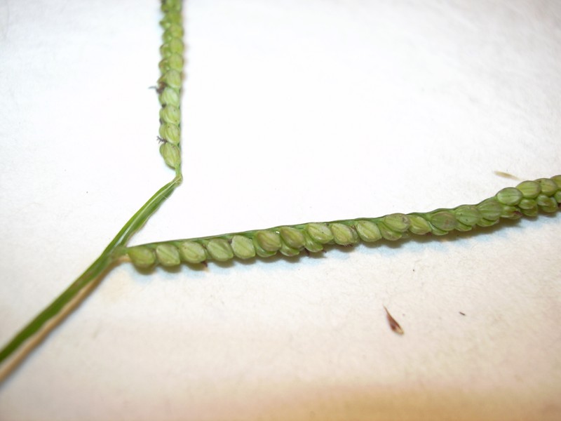 Bull Crowngrass photo 2