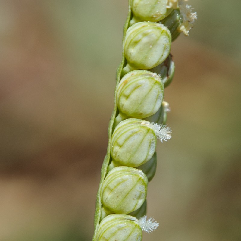 Bull Crowngrass photo 3