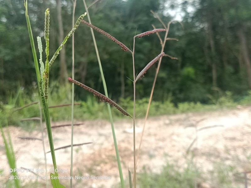 Bull Crowngrass photo 4