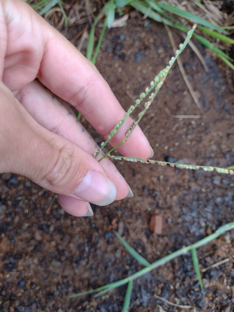 Bull Crowngrass photo 5