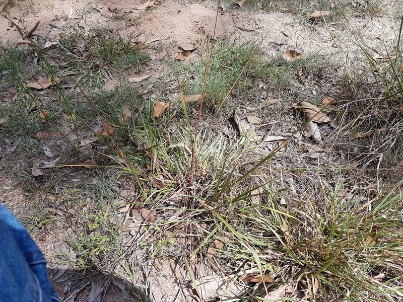 Bull Crowngrass photo 6