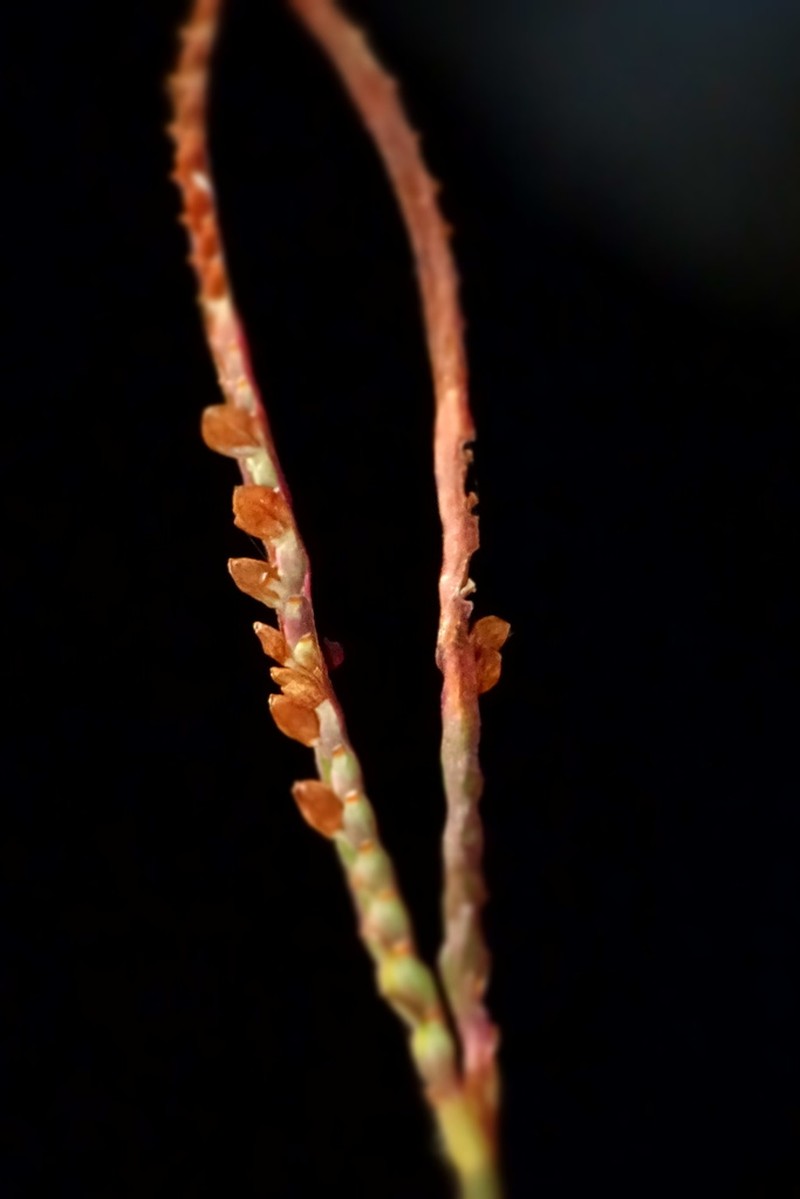 Bull Crowngrass photo 7