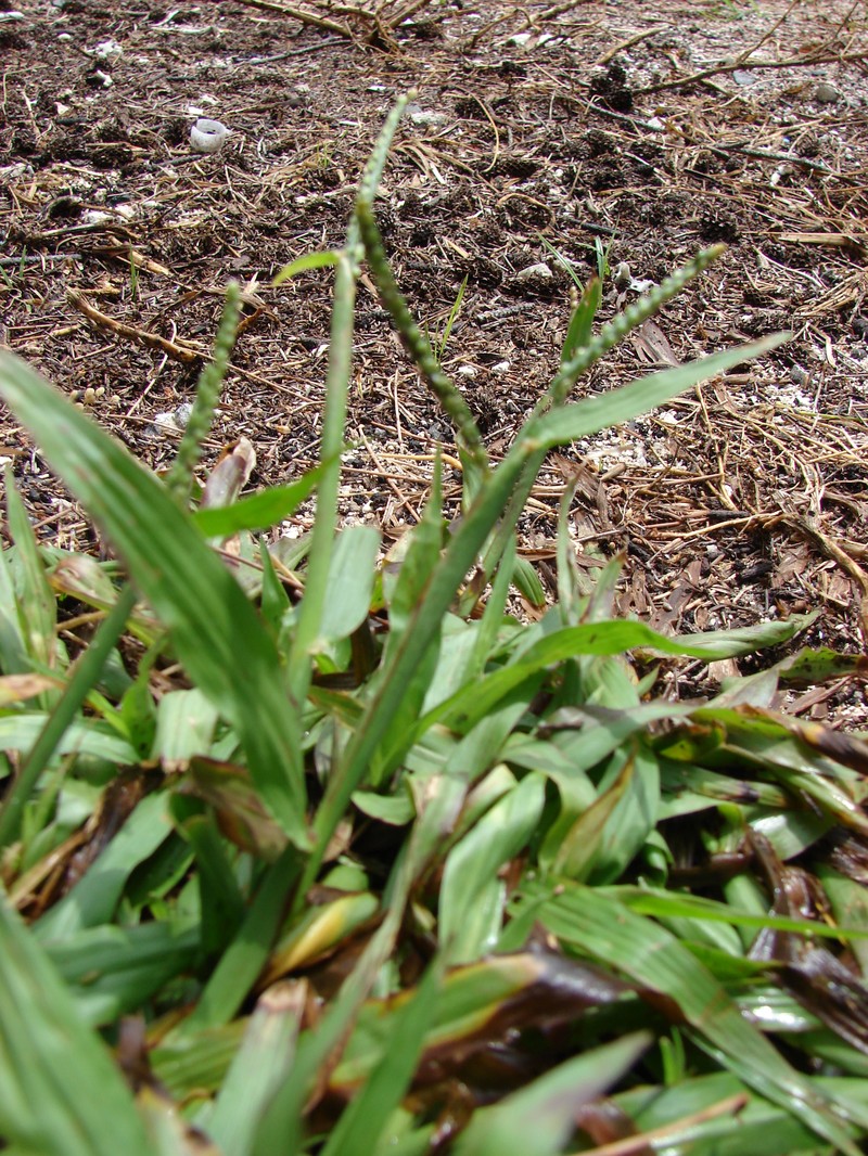 Thin Paspalum photo 5