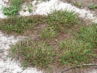 Thin Paspalum