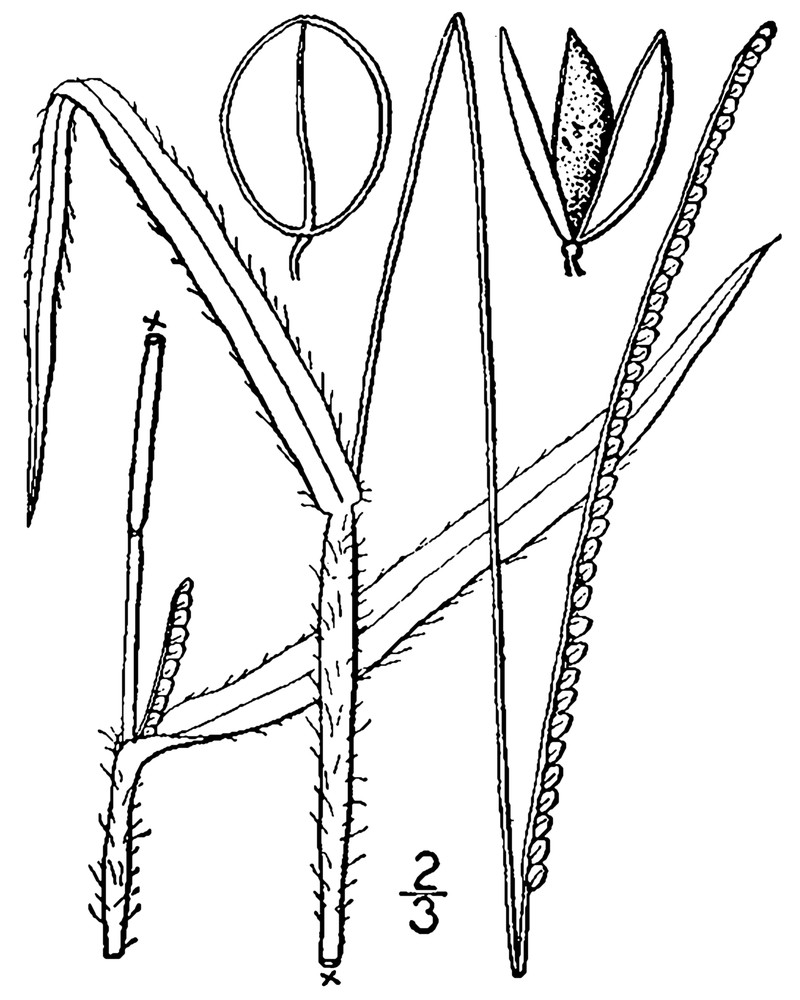 Thin Paspalum photo 2