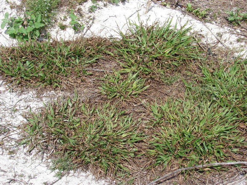 Thin Paspalum