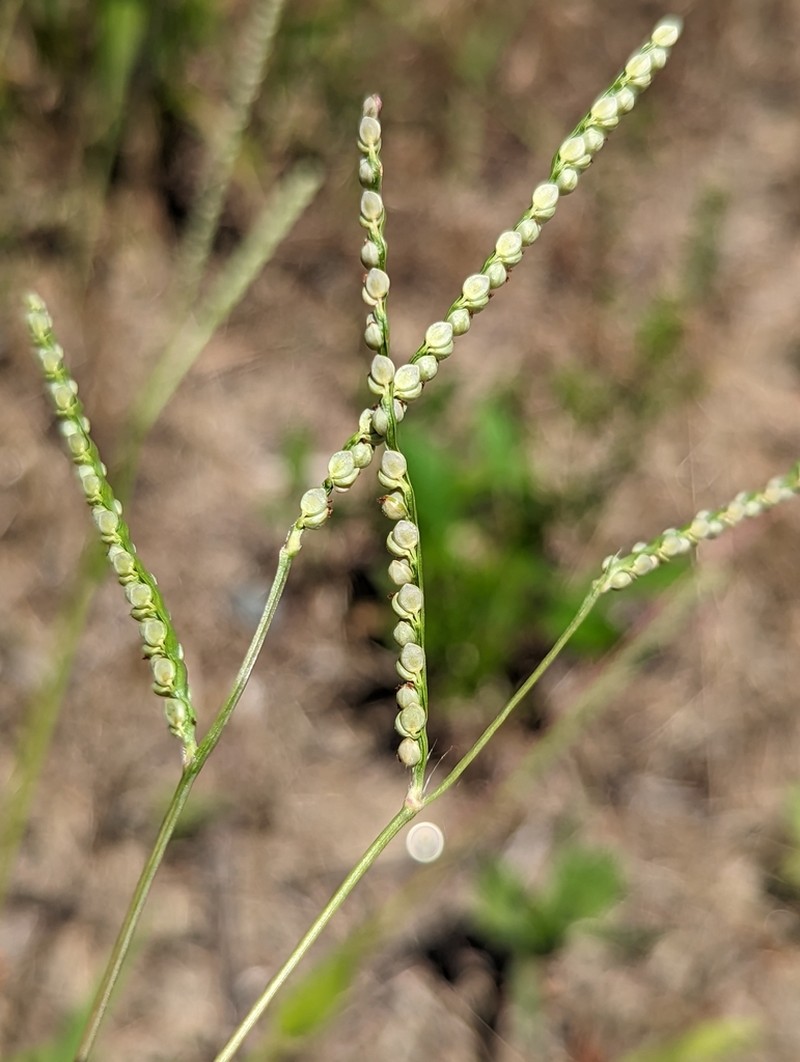Thin Paspalum photo 3