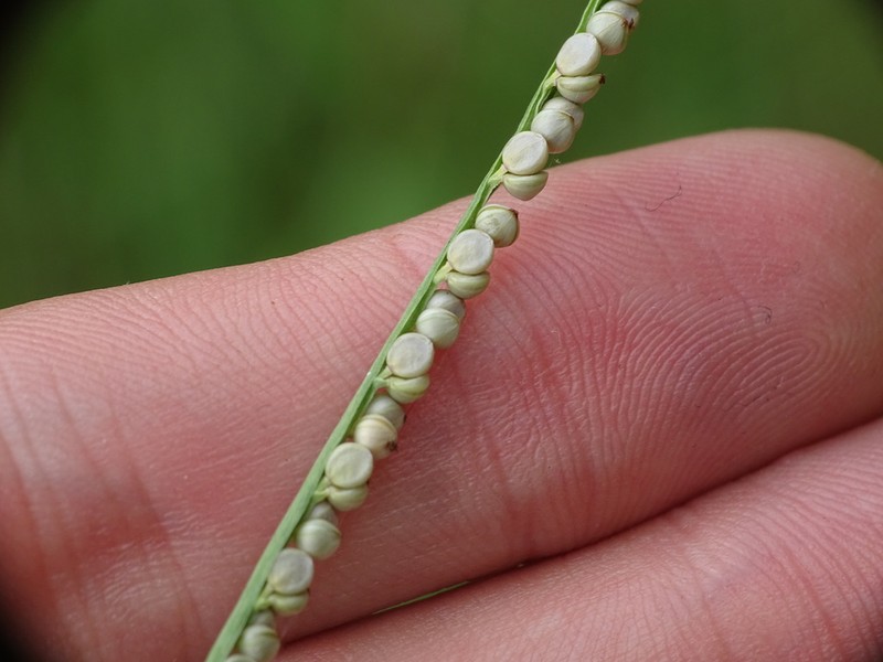 Thin Paspalum photo 4
