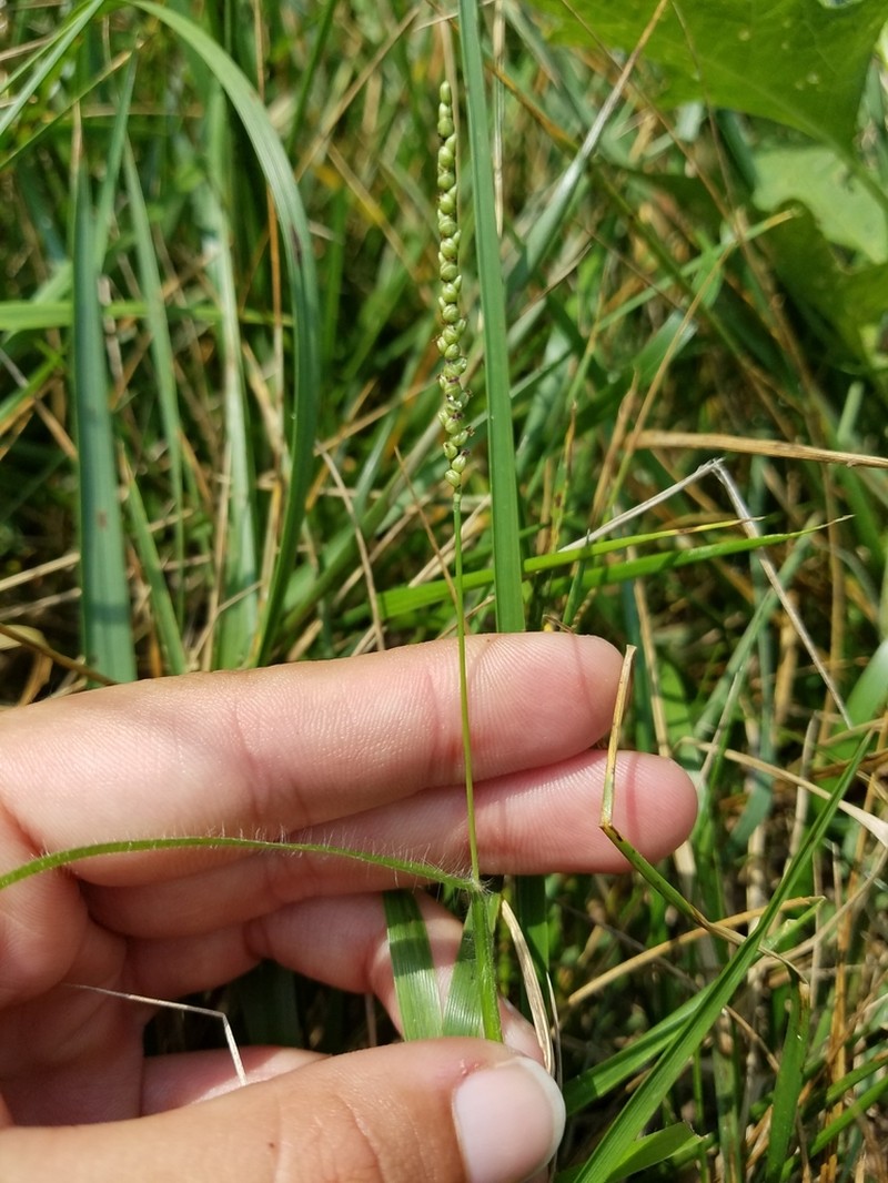 Thin Paspalum photo 5