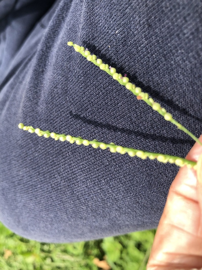 Thin Paspalum photo 6