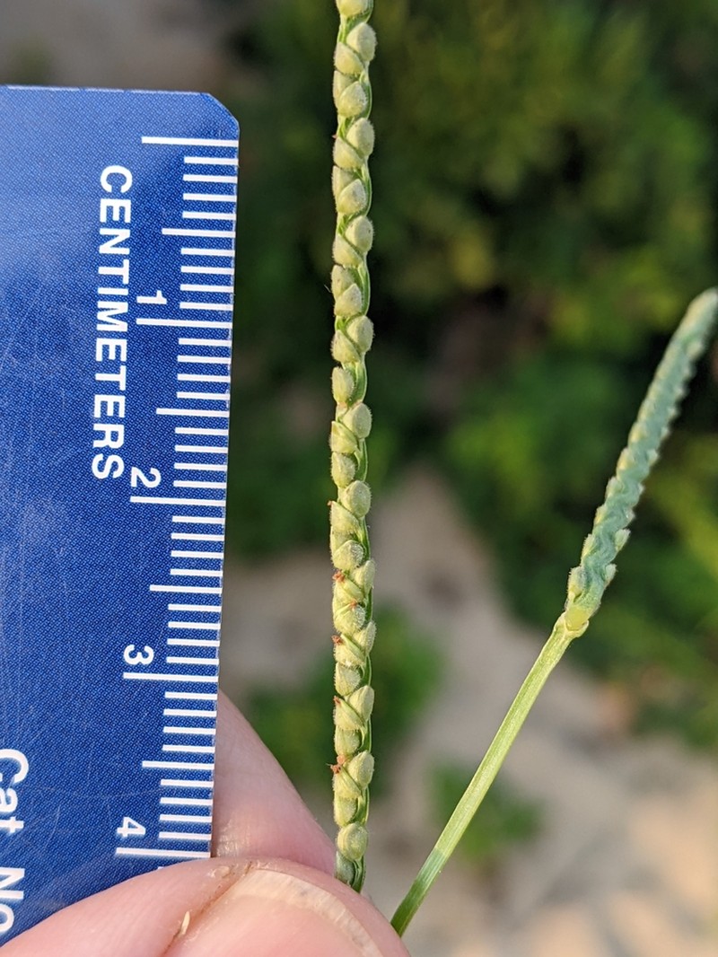 Thin Paspalum photo 7