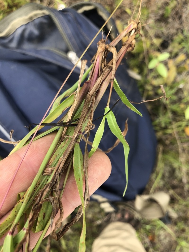 Thin Paspalum photo 8