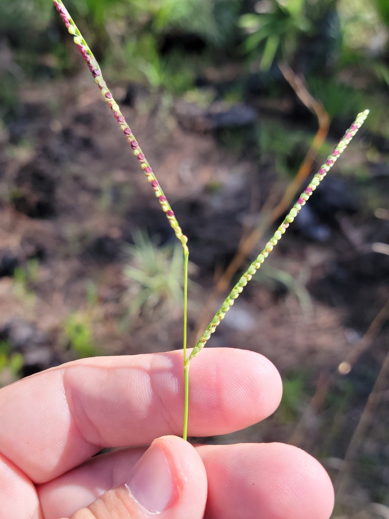 Paspalum setaceum var. longe-pedunculatum