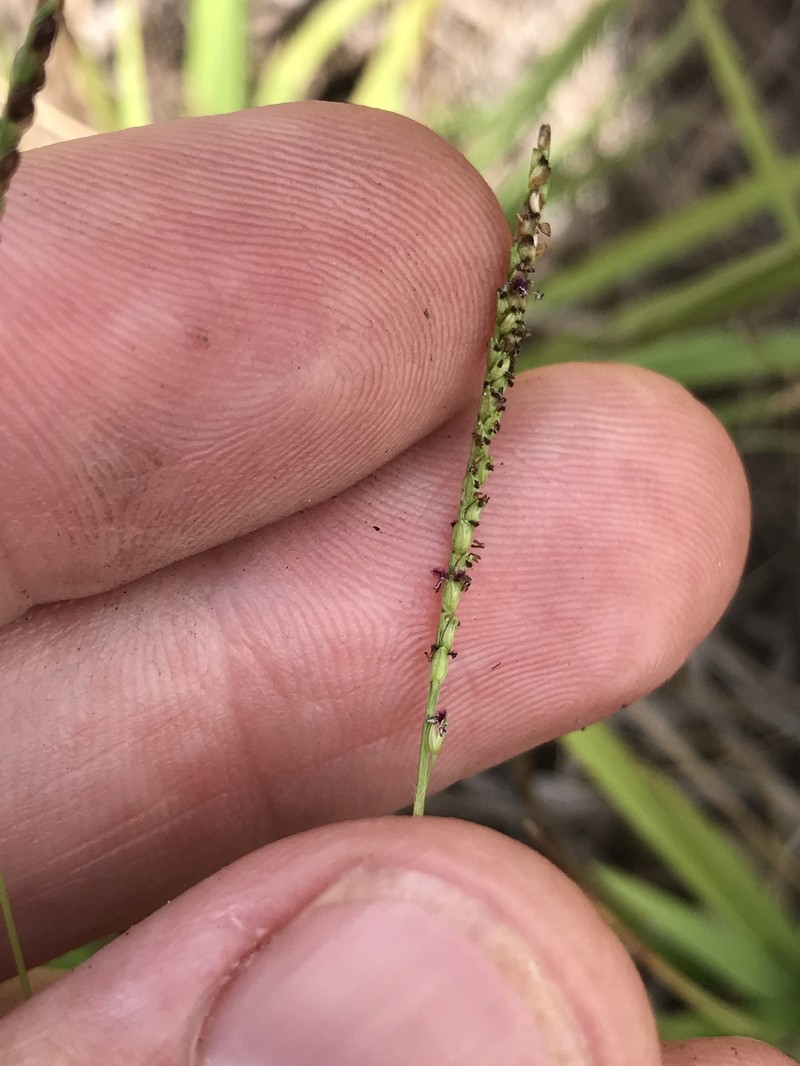 Paspalum setaceum var. longe-pedunculatum photo 2