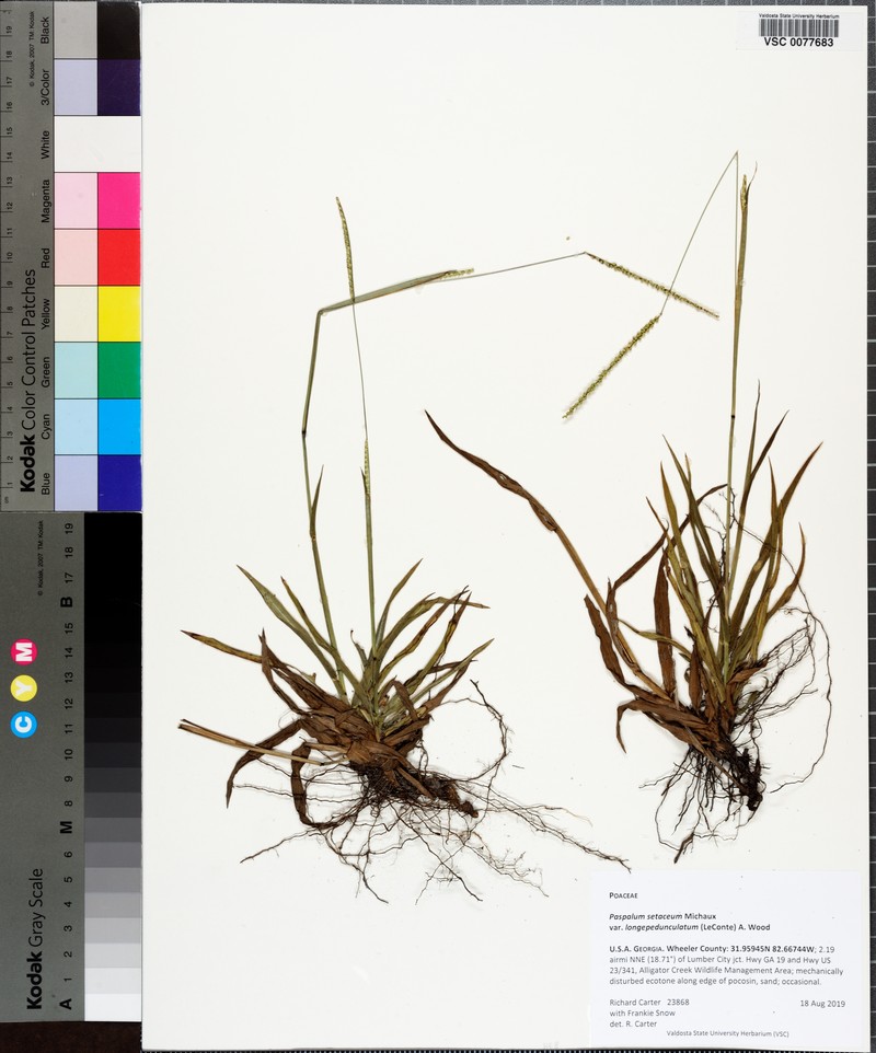 Paspalum setaceum var. longe-pedunculatum photo 3