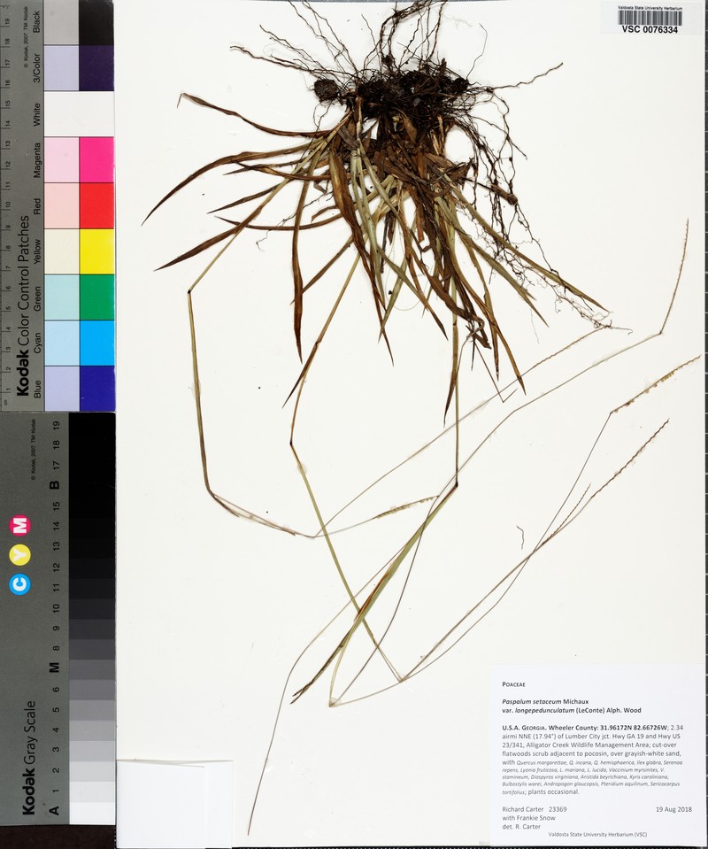 Paspalum setaceum var. longe-pedunculatum photo 4