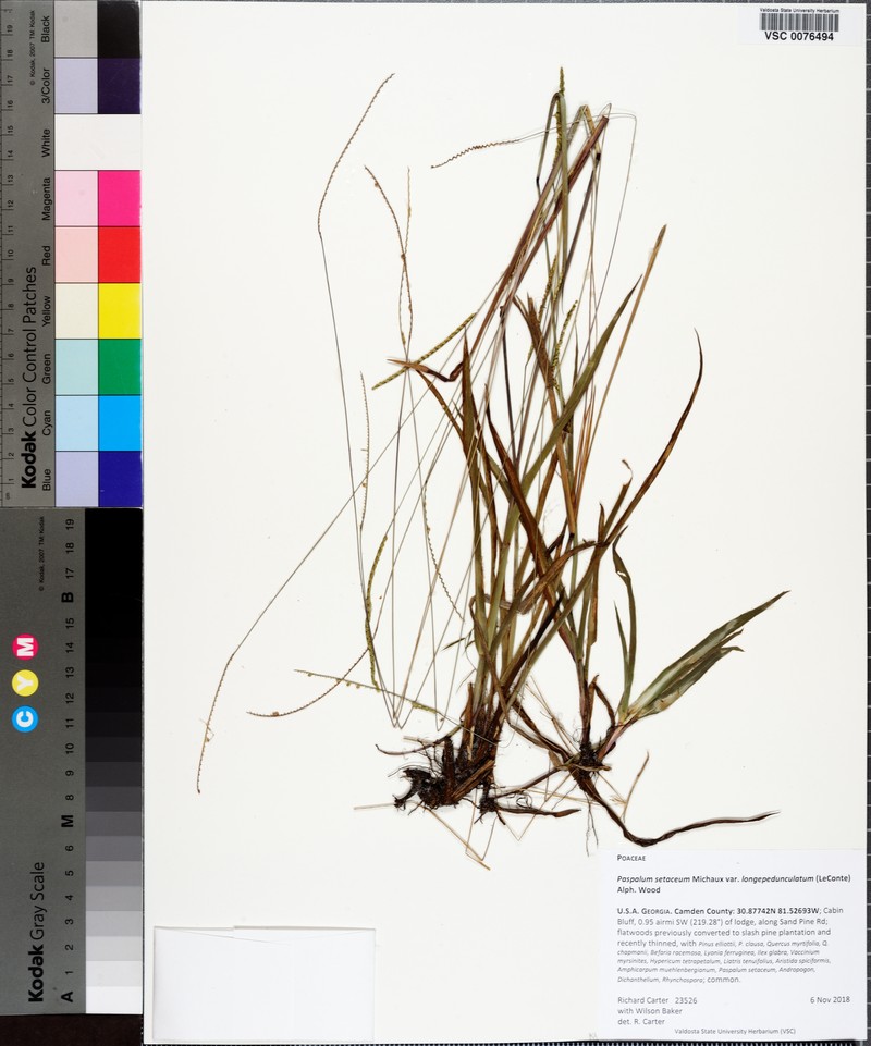 Paspalum setaceum var. longe-pedunculatum photo 5