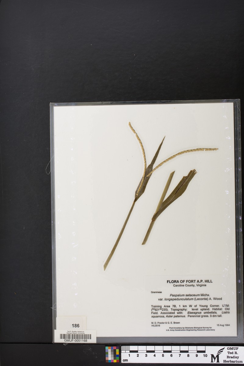 Paspalum setaceum var. longe-pedunculatum photo 6