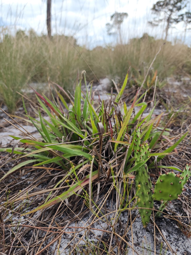 Paspalum setaceum var. setaceum