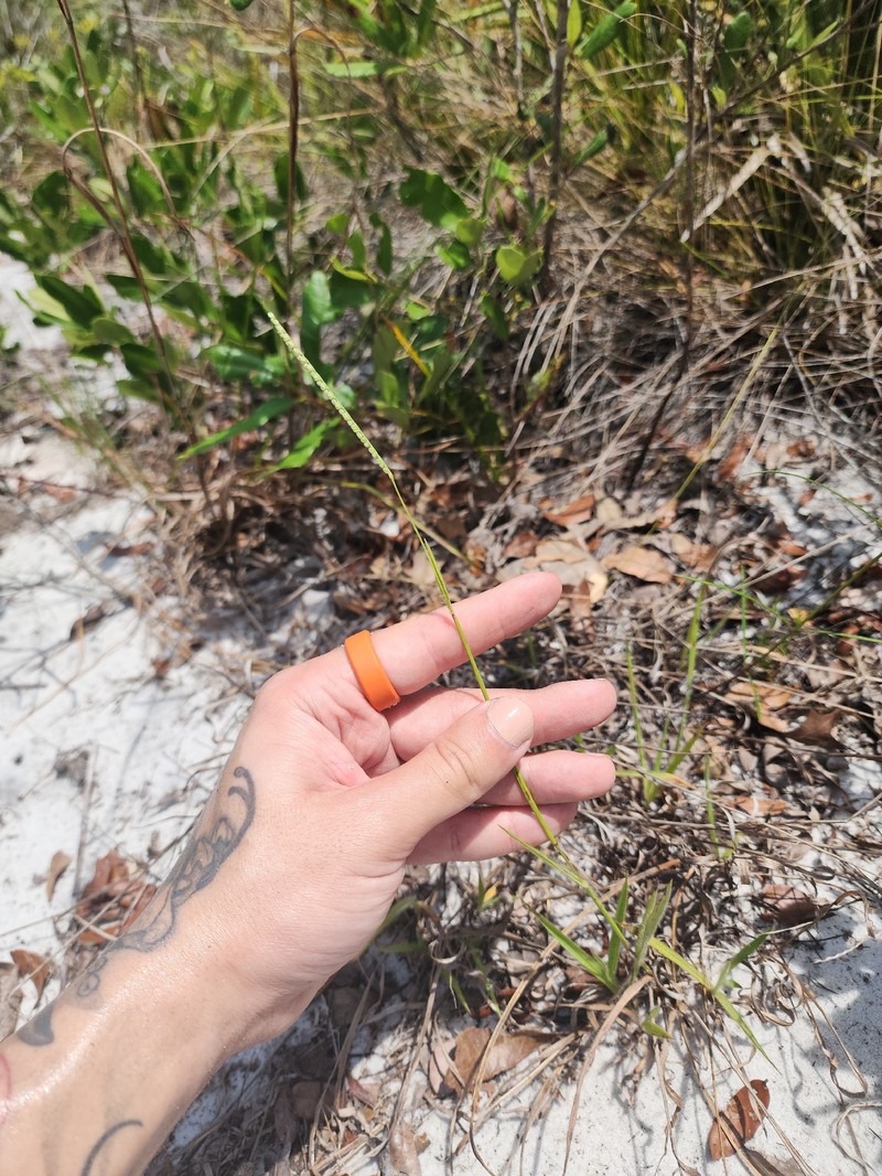 Paspalum setaceum var. setaceum photo 2