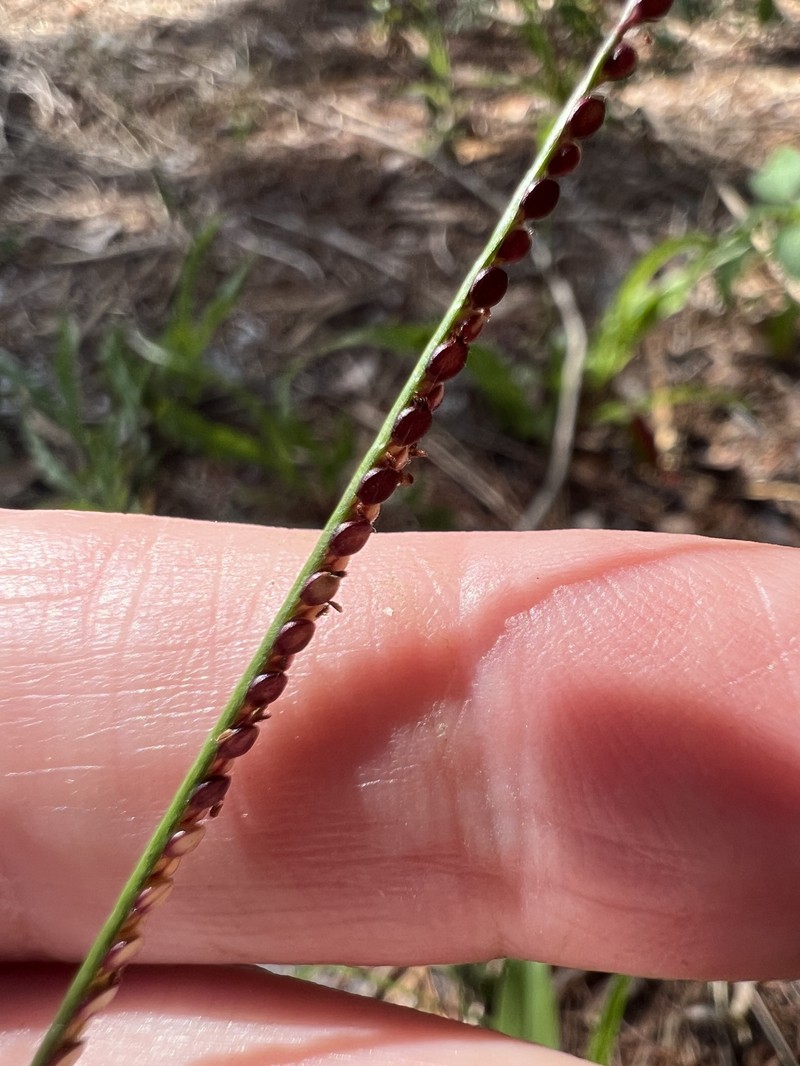 Paspalum setaceum var. setaceum photo 3