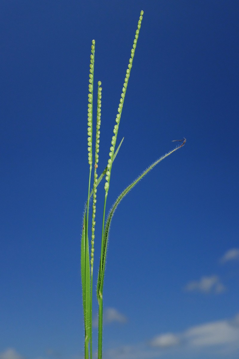 Paspalum setaceum var. setaceum photo 4