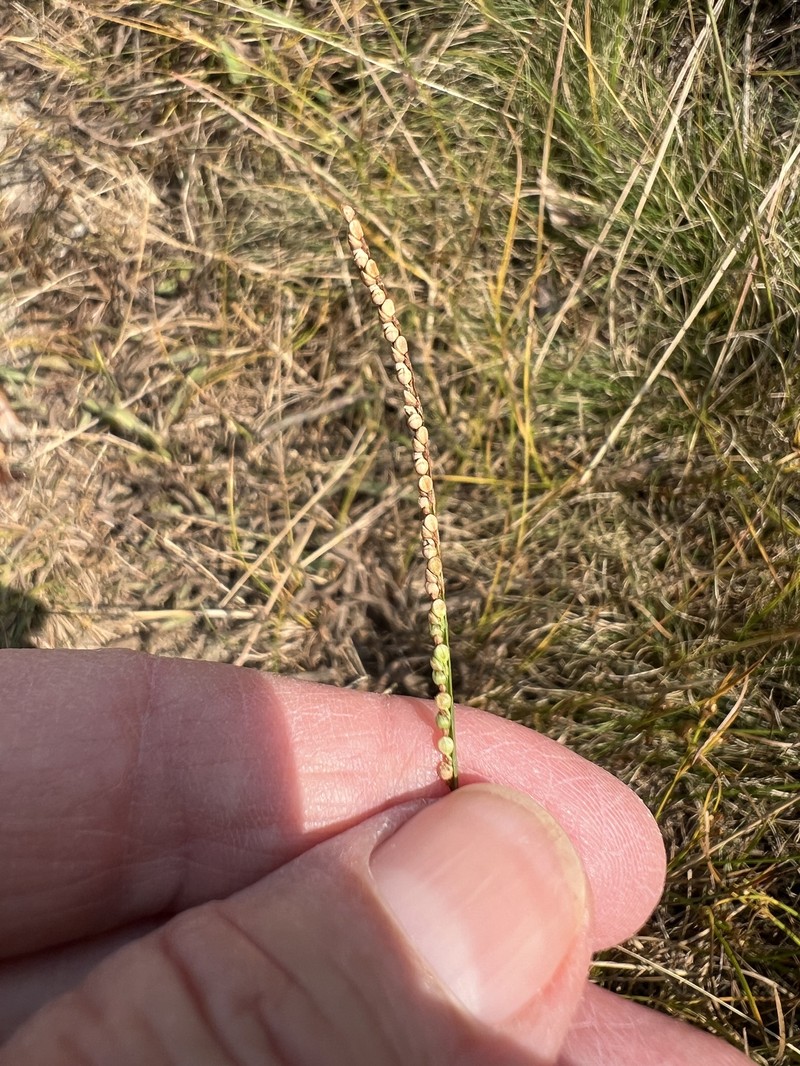 Paspalum setaceum var. setaceum photo 5