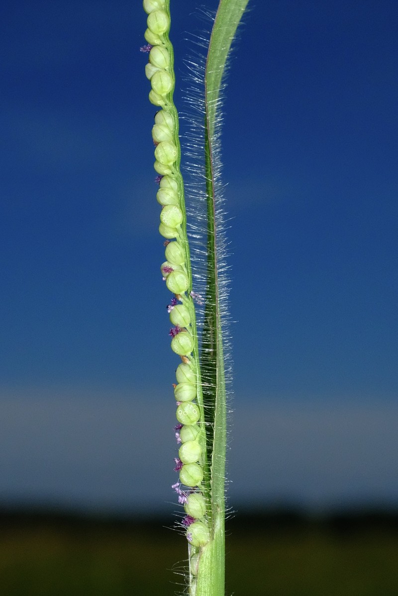 Paspalum setaceum var. setaceum photo 6