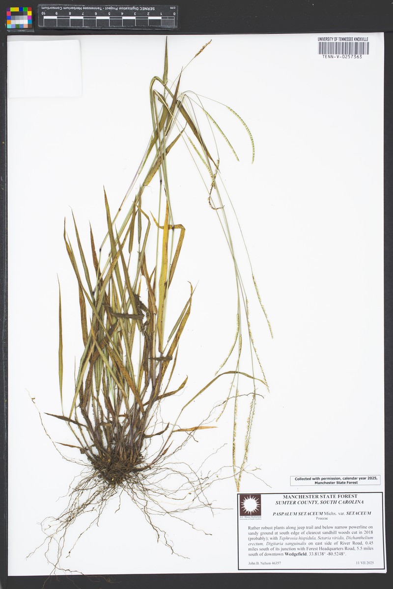 Paspalum setaceum var. setaceum photo 8