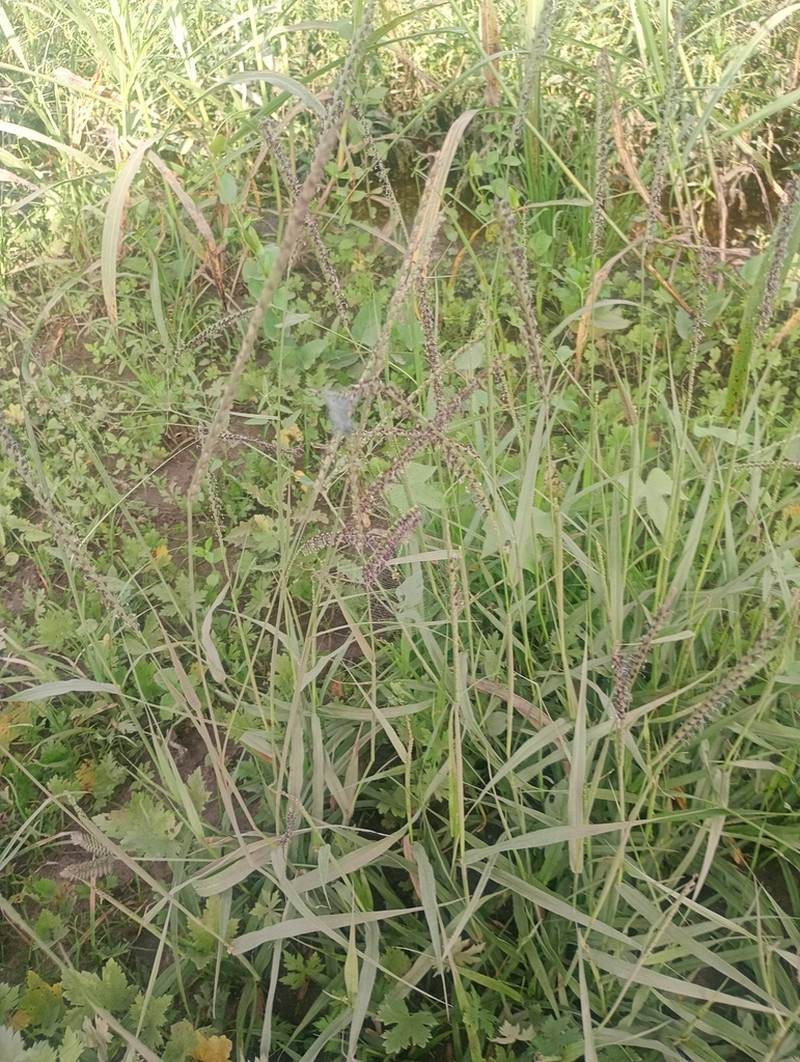 Onespike Paspalum photo 2