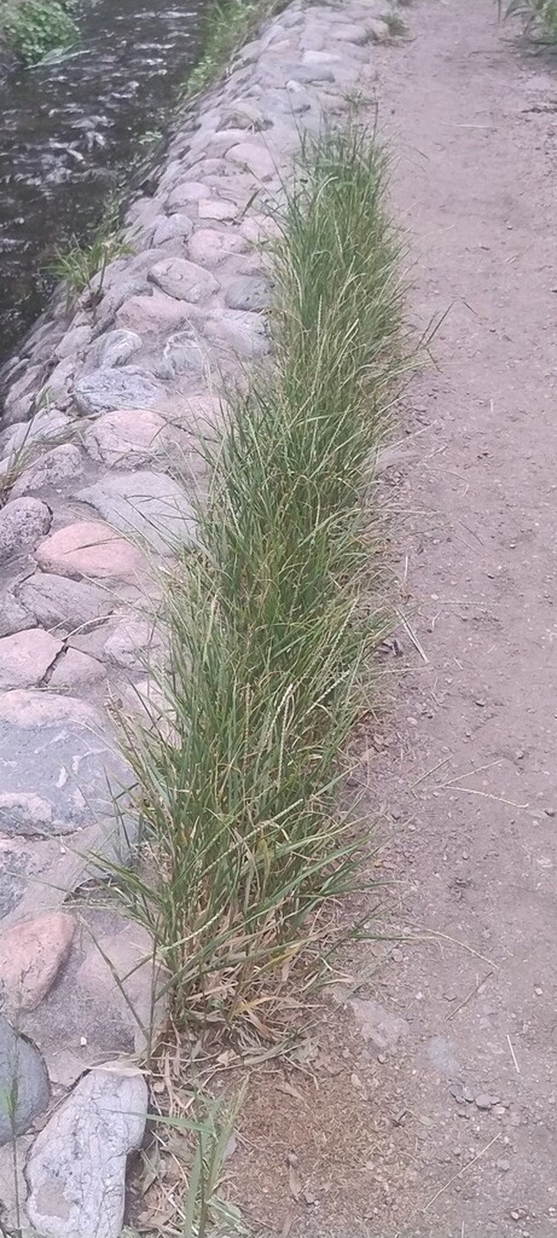 Onespike Paspalum photo 3
