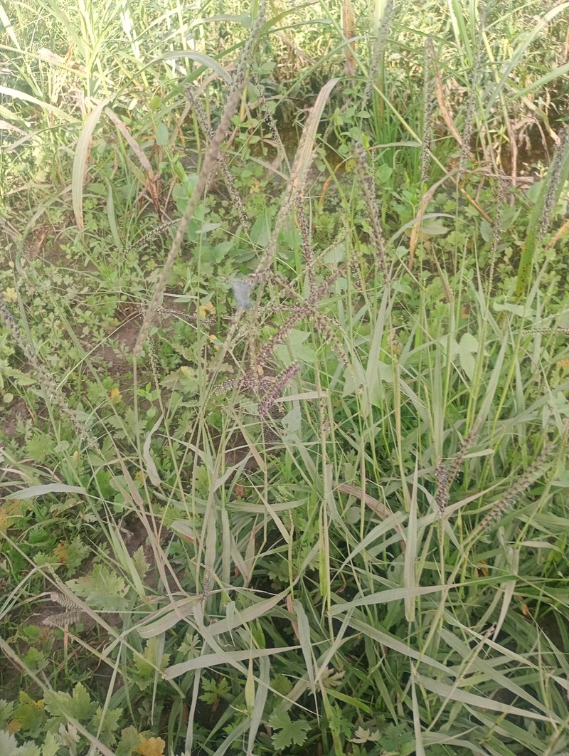 Onespike Paspalum photo 6