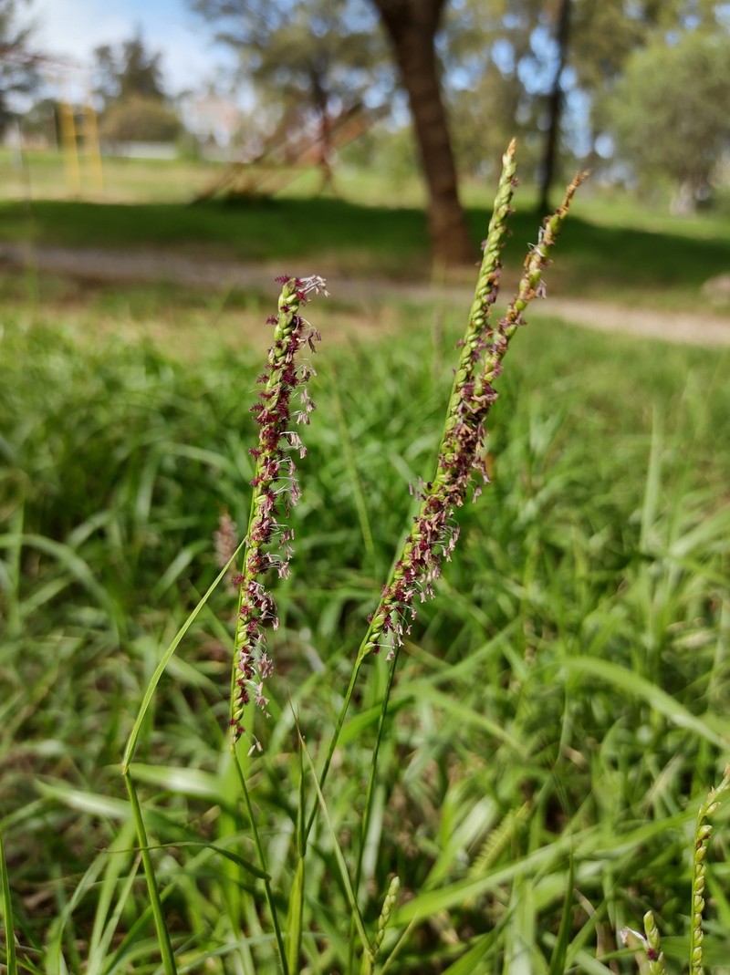 Onespike Paspalum photo 7