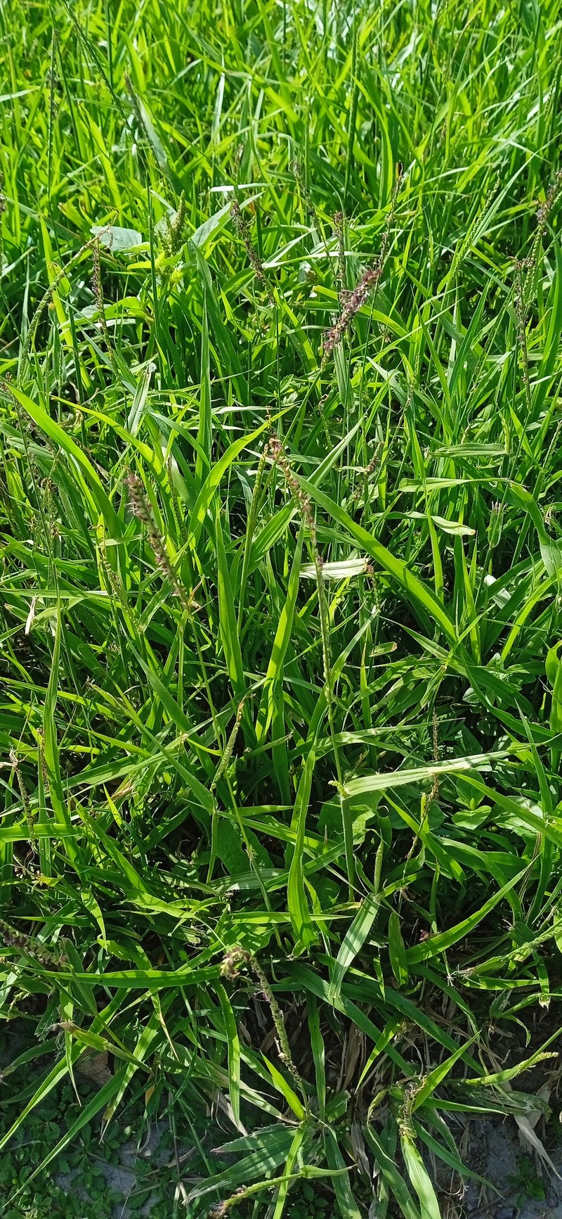 Onespike Paspalum photo 8