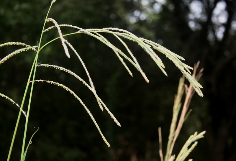 Vasey's Grass photo 2