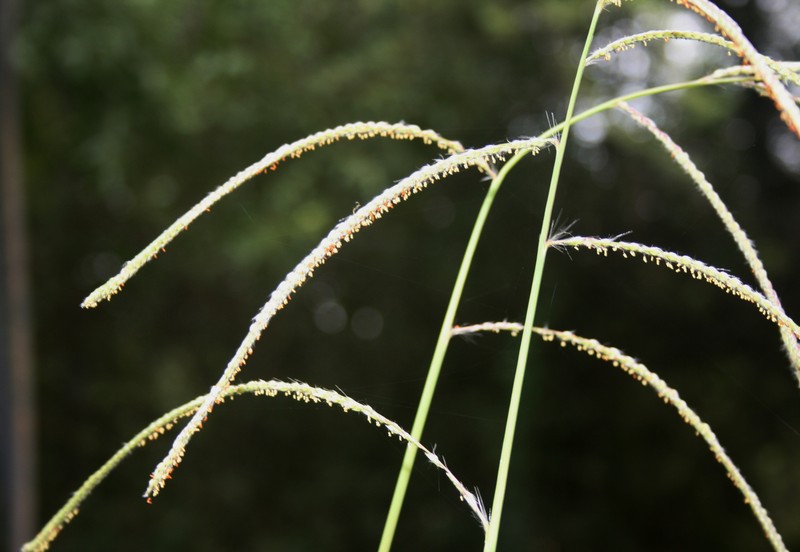 Vasey's Grass photo 3