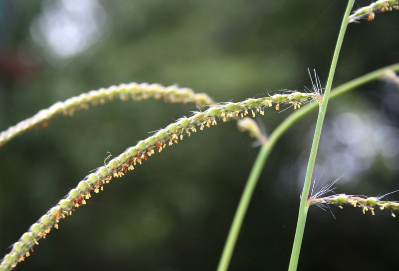 Vasey's Grass photo 4