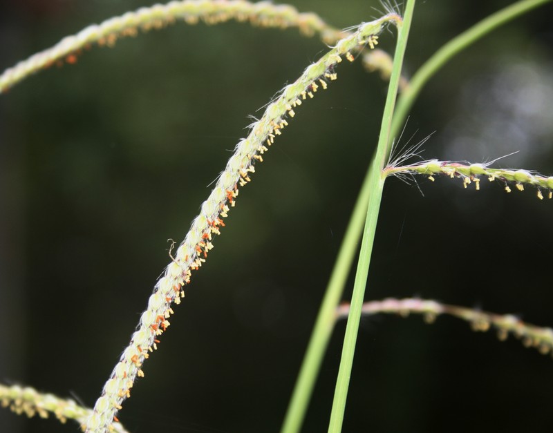 Vasey's Grass photo 5