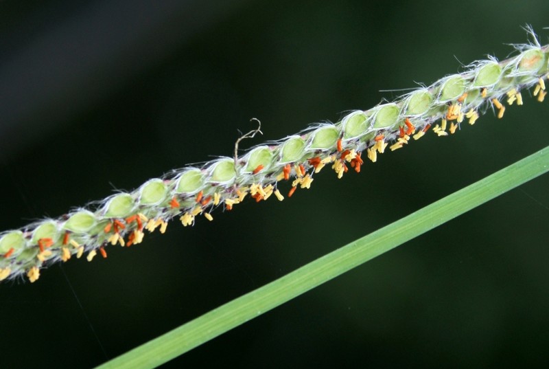 Vasey's Grass photo 6