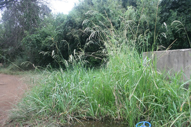 Vasey's Grass photo 7