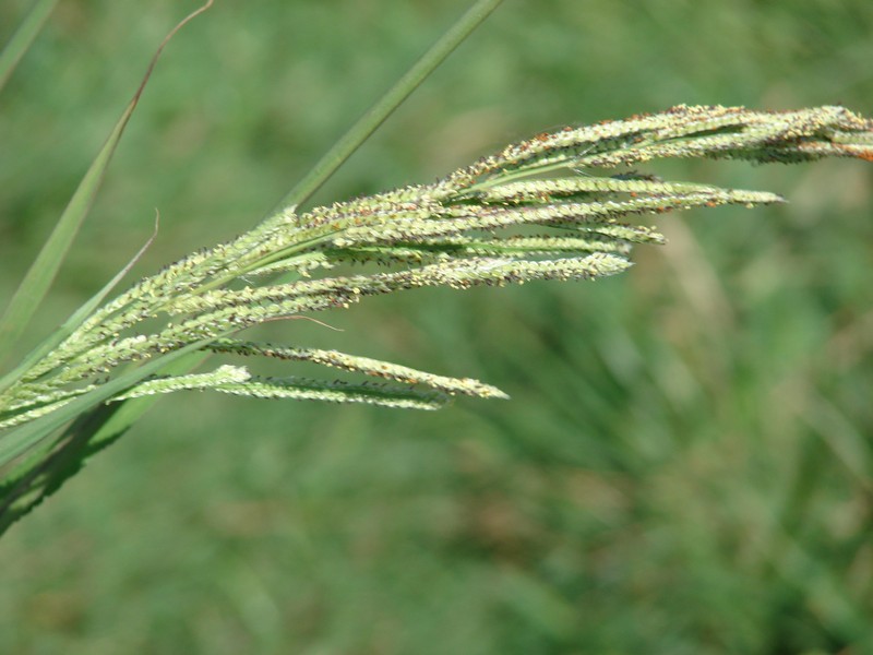 Vasey's Grass