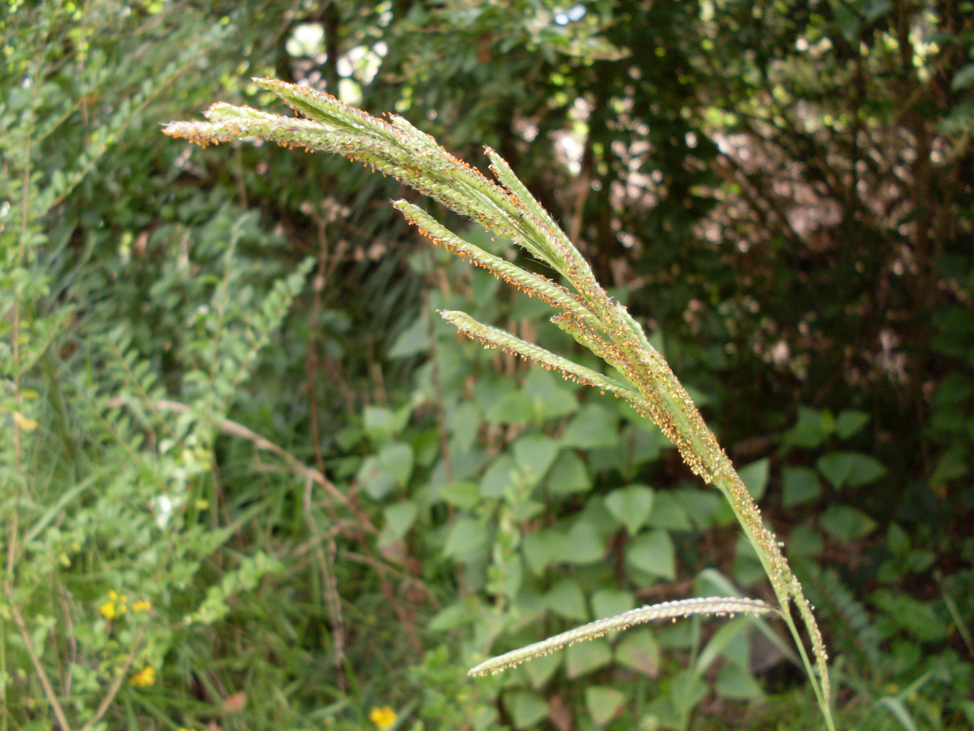 Vasey's Grass photo 8