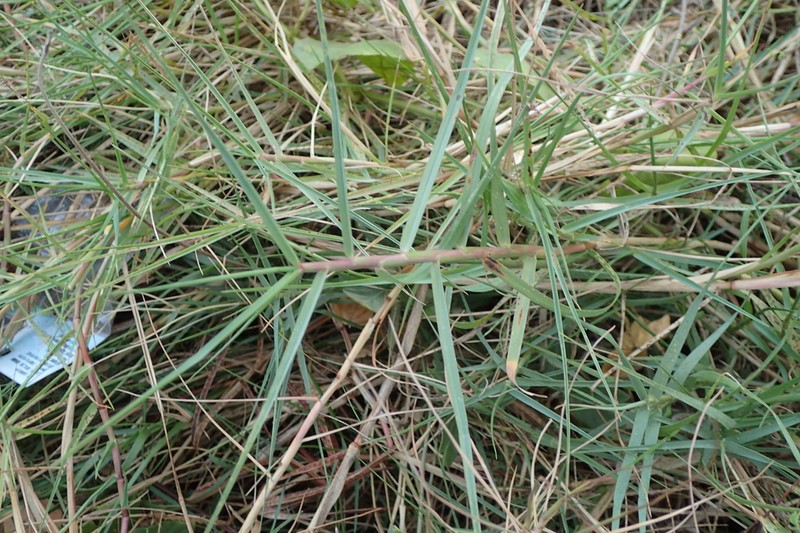 Seashore Paspalum photo 2