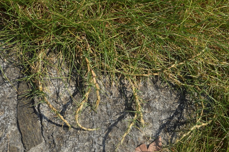 Seashore Paspalum photo 3