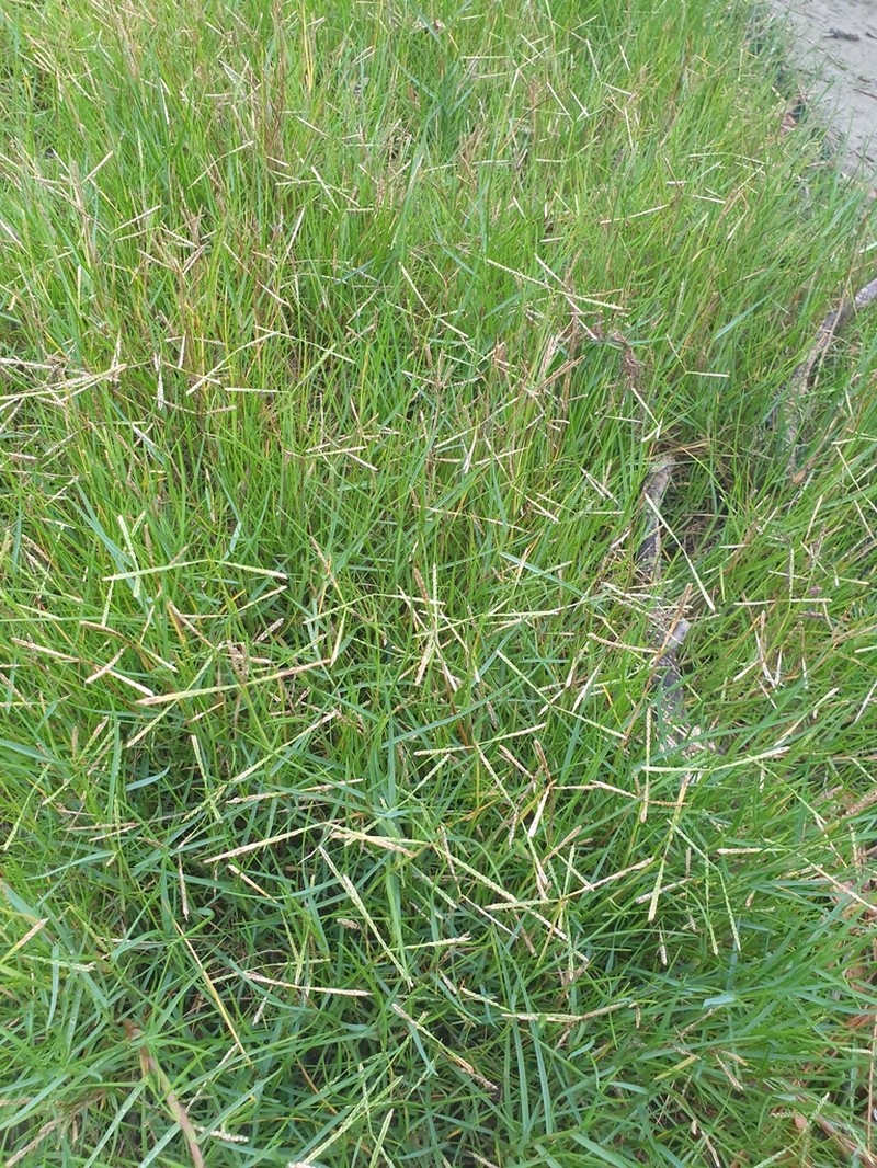 Seashore Paspalum photo 4