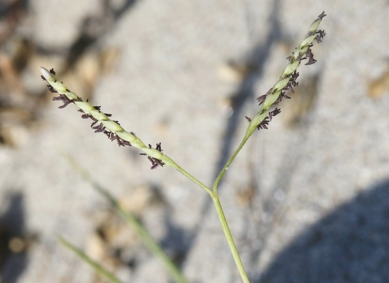 Seashore Paspalum photo 5