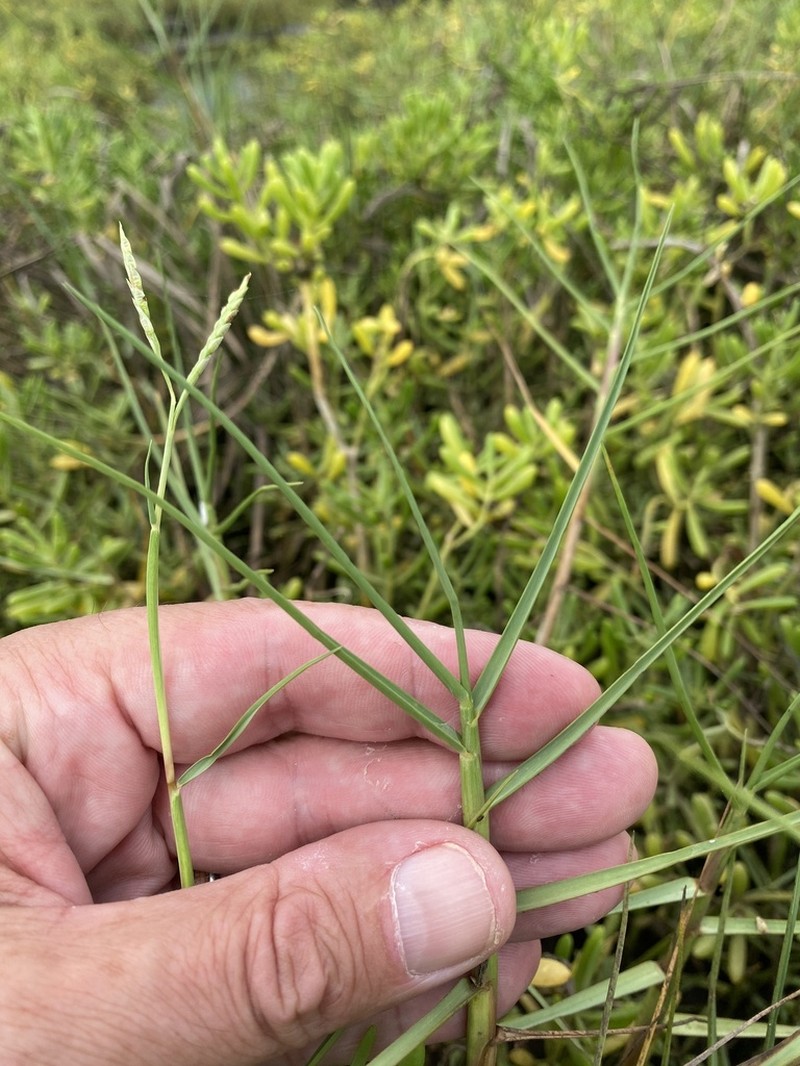 Seashore Paspalum photo 6