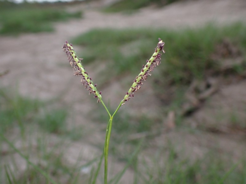 Seashore Paspalum photo 7