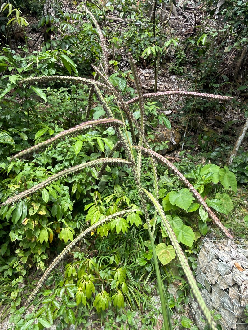 Talquezal photo 2