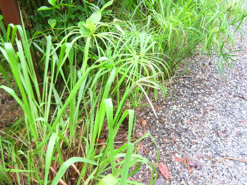 Talquezal photo 5